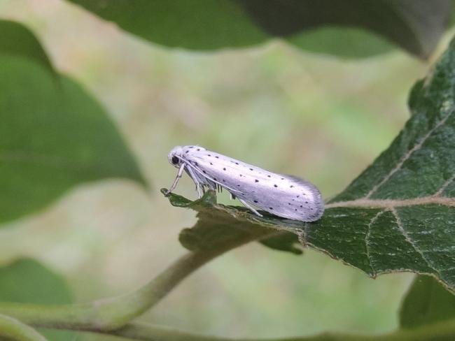 Willow Ermine (Yponomeuta rorrella), adult. 21-07-2024. Copyright Ed Pritchard.