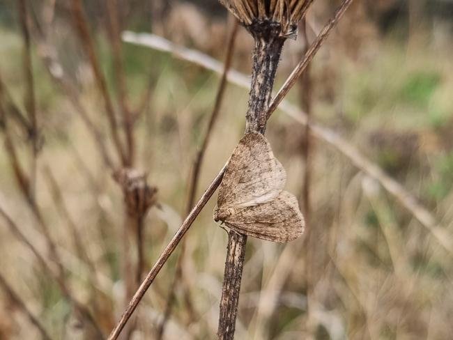 Winter Moth (Operophtera brumata), adult. Saltholme, 04-12-2024. Copyright Ed Pritchard.