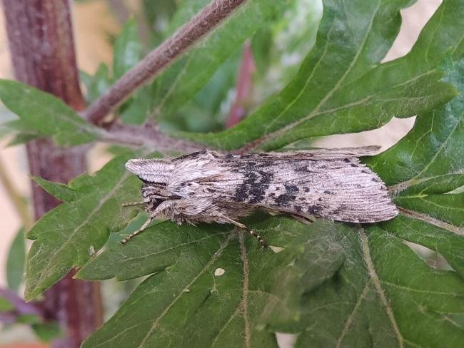 Wormwood (Cucullia absinthii), adult. Saltholme, 16-07-2023. Copyright Ed Pritchard.