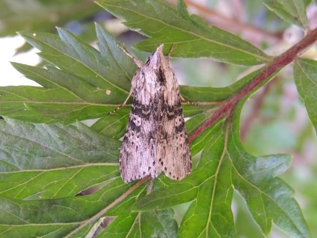 Wormwood (Cucullia absinthii), adult. Saltholme, 16-07-2023. Copyright Ed Pritchard.