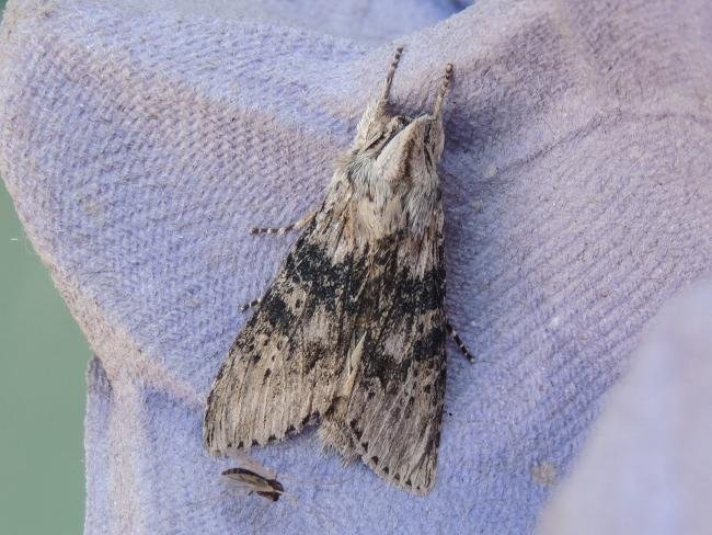 Wormwood (Cucullia absinthii), adult. Saltholme, 10-08-2021. Copyright Ed Pritchard.