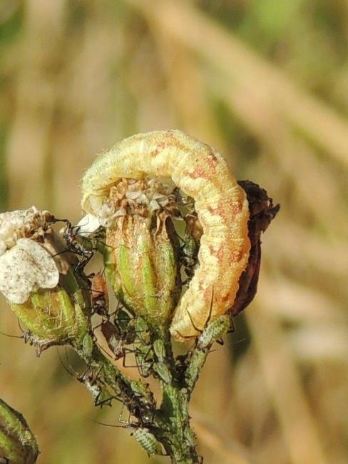 Wormwood Pug (Eupithecia absinthiata), larval. Saltholme, 23-09-2022. Copyright Ed Pritchard.