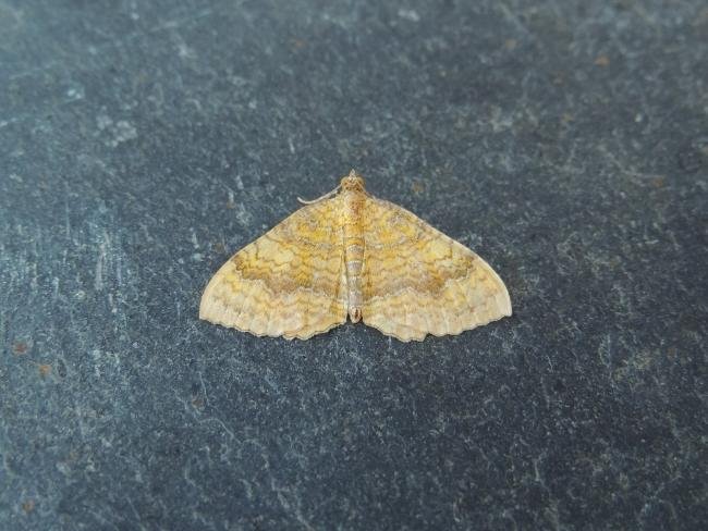 Yellow Shell (Camptogramma bilineata), adult. Stockton, 01-08-2020. Copyright Ed Pritchard.