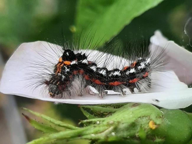 Yellow-tail (Euproctis similis), larval. Stockton, 05-06-2022. Copyright Ed Pritchard.