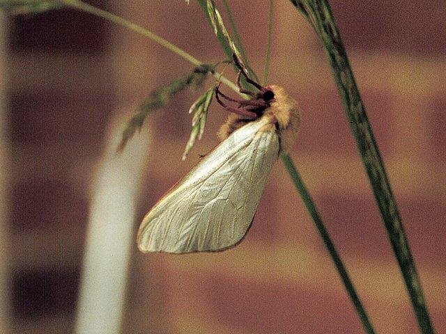 Ghost Moth (Hepialus humuli), adult, male. Copyright Keith Dover.