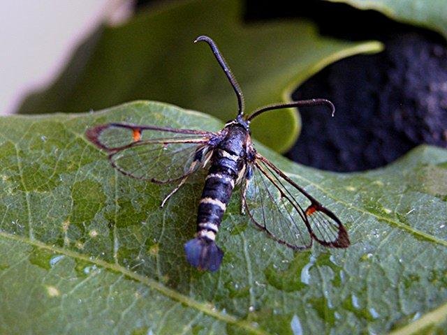 Yellow-legged Clearwing (Synanthedon vespiformis), adult Copyright Keith Dover.