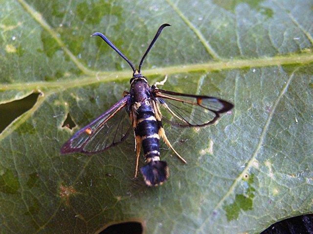 Yellow-legged Clearwing (Synanthedon vespiformis), adult Copyright Keith Dover.