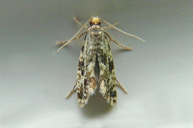 Cork Moth (Nemapogon cloacella), adult. Chester-le-Street, 01-08-2008. Copyright Keith Dover.