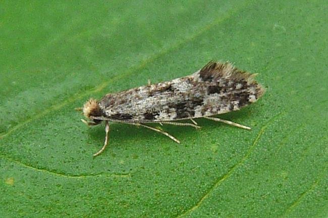 Cork Moth (Nemapogon cloacella), adult. Chester-le-Street, 01-08-2008. Copyright Keith Dover.