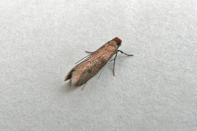 Case-bearing Clothes Moth (Tinea pellionella), adult. Framwellgate Moor, 03-03-2013. Copyright Keith Dover.