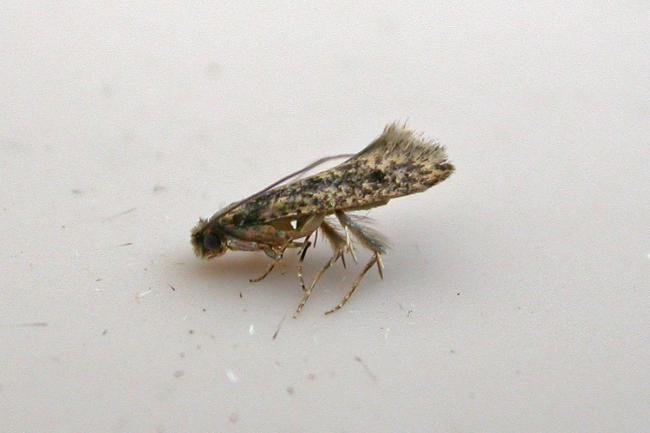 Brown-dotted Clothes Moth (Niditinea fuscella), adult. Chester-le-Street. Copyright Keith Dover.