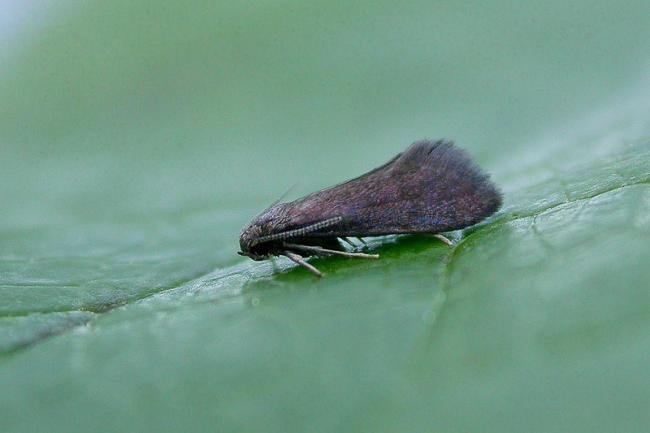 Psychoides verhuella, adult. Copyright Keith Dover.