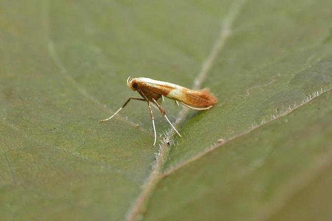 Caloptilia robustella, adult. 19-07-2015. Copyright Keith Dover.