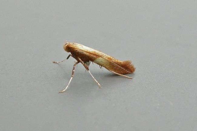 Caloptilia robustella, adult. 19-07-2015. Copyright Keith Dover.