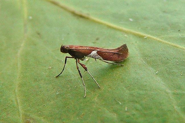 Caloptilia stigmatella, adult. Chester-le-Street, 14-03-2012. Copyright Keith Dover.