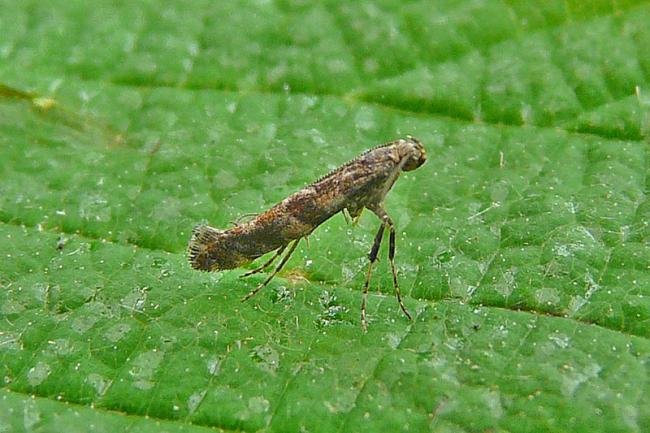 Gracillaria syringella, adult. Durham City, 31-05-2012. Copyright Keith Dover.