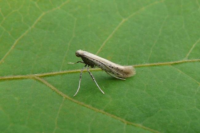 Aspilapteryx tringipennella, adult. Framwellgate Moor, 03-08-2011. Copyright Keith Dover.