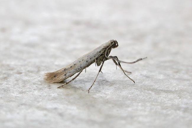 Aspilapteryx tringipennella, adult. Chester-le-Street. Copyright Keith Dover.