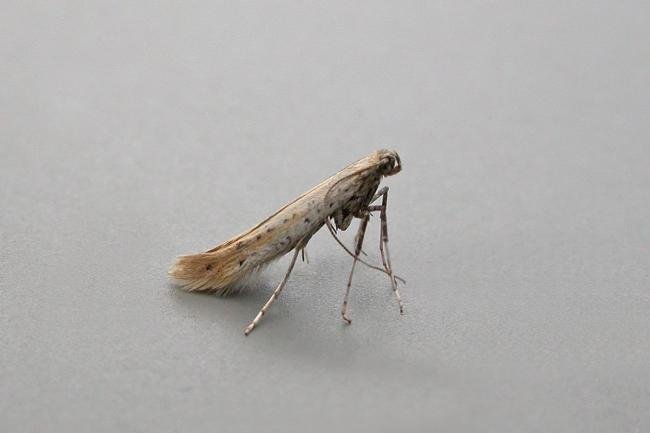 Aspilapteryx tringipennella, adult. Chester-le-Street. Copyright Keith Dover.