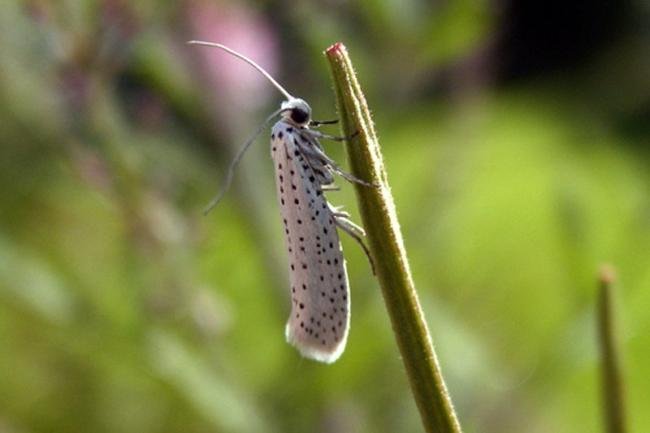 Bird-cherry Ermine (Yponomeuta evonymella), adult. Taken outside Durham, 12-07-2004. Copyright Keith Dover.