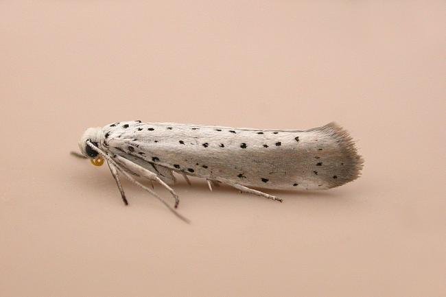 Willow Ermine (Yponomeuta rorrella), adult. Chester-le-Street, 21-07-2025. Copyright Keith Dover. Willow Ermine (Yponomeuta rorrella), adult. Chester-le-Street, 21-07-2025. Copyright Keith Dover.