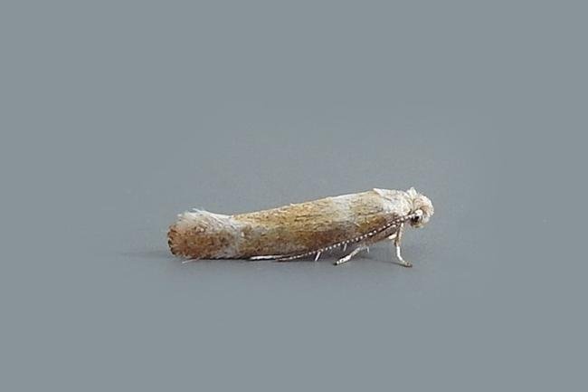 Cedestis gysseleniella, adult. Chester-le-Street, 03-07-2018. Copyright Keith Dover.