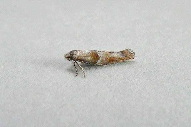 Cedestis subfasciella, adult. Chester-le-Street, 30-07-2013. Copyright Keith Dover.