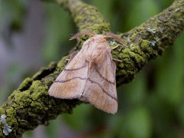 Lackey (Malacosoma neustria), adult. 25-07-2004. Copyright Keith Dover.