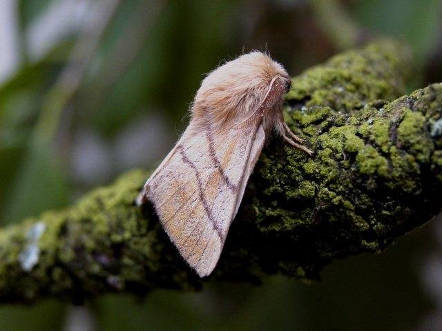 Lackey (Malacosoma neustria), adult. 25-07-2004. Copyright Keith Dover.