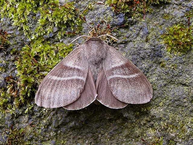 Fox Moth (Macrothylacia rubi), adult. Taken outside Durham. Copyright Keith Dover.