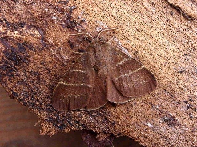 Fox Moth (Macrothylacia rubi), adult. Copyright Keith Dover.