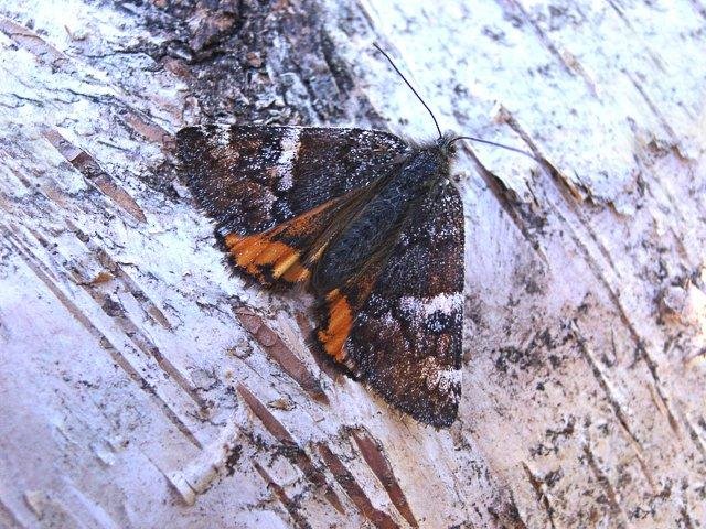 Orange Underwing (Archiearis parthenias), adult Copyright Keith Dover.