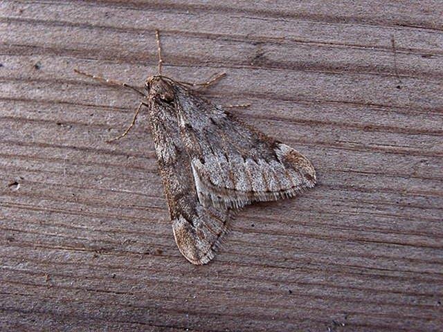 March Moth (Alsophila aescularia), adult. Copyright Keith Dover.