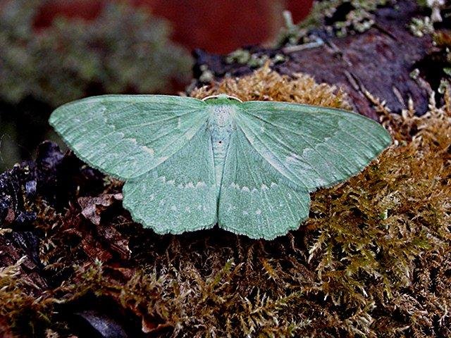 Large Emerald (Geometra papilionaria), adult. Copyright Keith Dover.