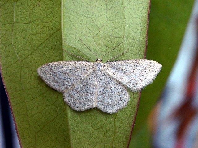 Smoky Wave (Scopula ternata), adult. Knitsley Fell, 01-07-2004. Copyright Keith Dover.