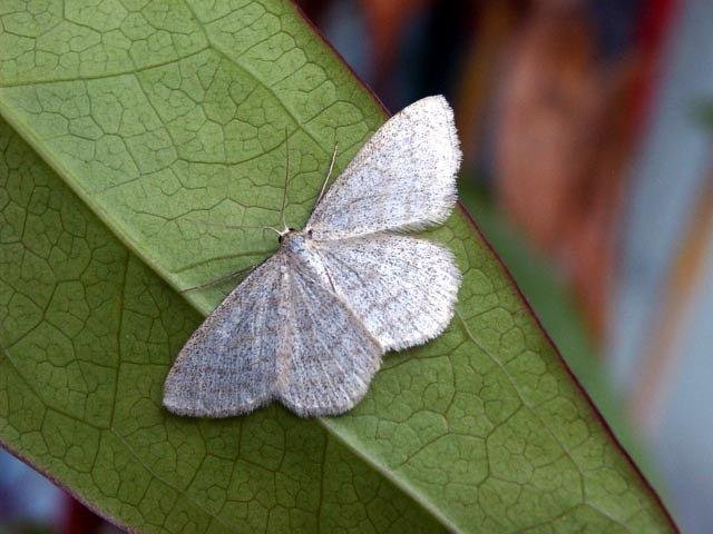 Smoky Wave (Scopula ternata), adult. Knitsley Fell, 01-07-2004. Copyright Keith Dover.