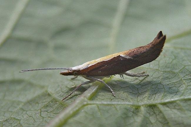 Honeysuckle Moth (Ypsolopha dentella), adult. Taken outside Durham, 19-07-2005. Copyright Keith Dover.