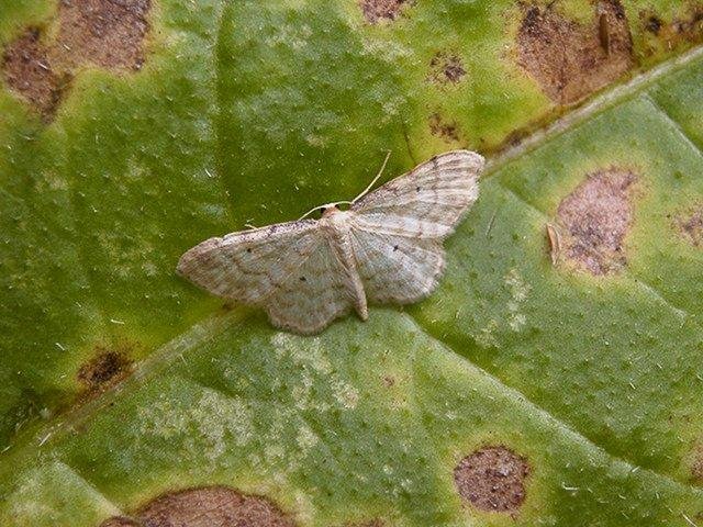 Dwarf Cream Wave (Idaea fuscovenosa), adult Copyright Keith Dover.