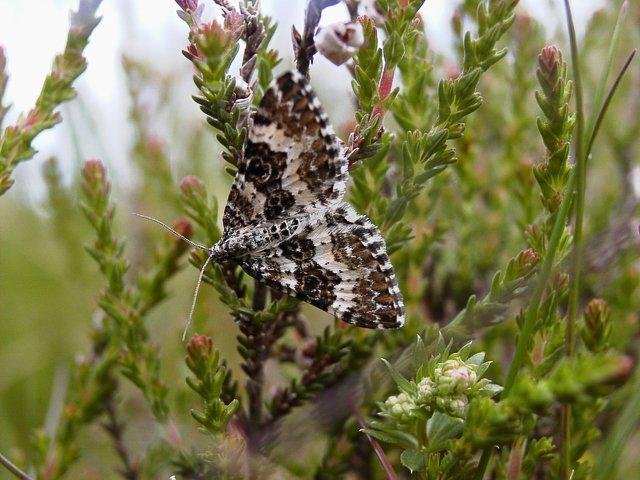 Small Argent & Sable (Epirrhoe tristata), adult. Copyright Keith Dover.