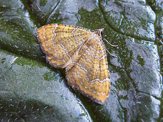 Yellow Shell (Camptogramma bilineata), adult. Copyright Keith Dover.