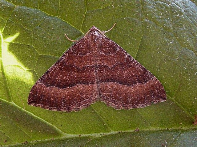 Mallow (Larentia clavaria), adult. Copyright Keith Dover.