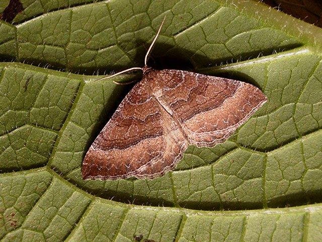 Mallow (Larentia clavaria), adult. Copyright Keith Dover.