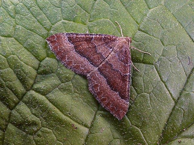 Mallow (Larentia clavaria), adult. Copyright Keith Dover.