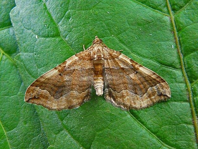 Dark Spinach (Pelurga comitata), adult. Chester-le-Street, 31-07-2010. Copyright Keith Dover.