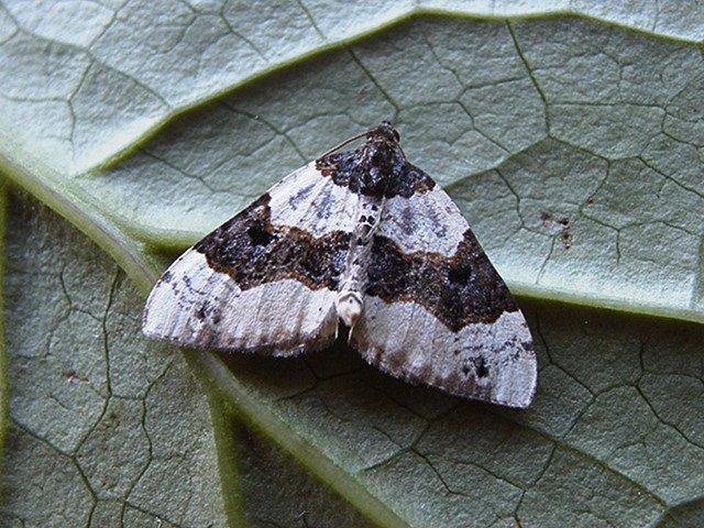 Purple Bar (Cosmorhoe ocellata), adult. Copyright Keith Dover.