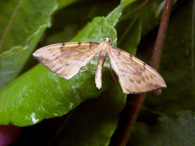 Barred Straw (Gandaritis pyraliata), adult. 03-07-2004. Copyright Keith Dover.