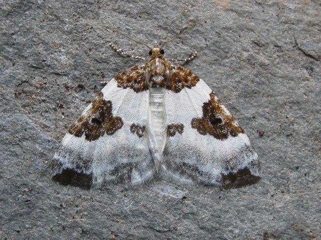 Blue-bordered Carpet (Plemyria rubiginata), adult. Taken outside Durham, 10-08-2007. Copyright Keith Dover.