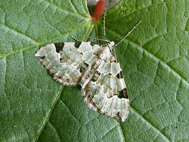 Green Carpet (Colostygia pectinataria), adult Copyright Keith Dover.