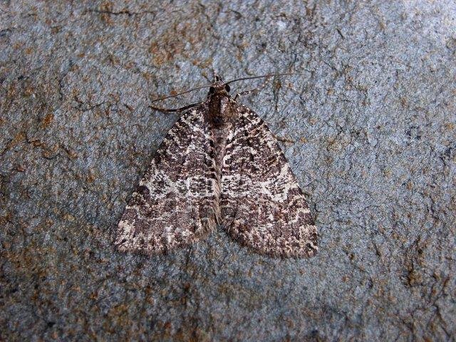 July Highflyer (Hydriomena furcata), adult. Copyright Keith Dover.