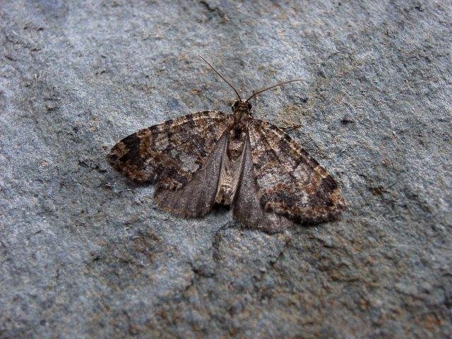 July Highflyer (Hydriomena furcata), adult. Copyright Keith Dover.